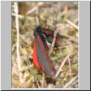 Tyria jacobaeae - Blutbaer 08.jpg